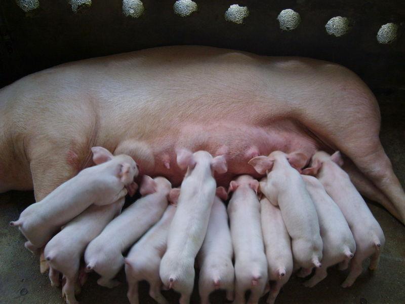 养猪场管理之母猪的养殖技术要点
