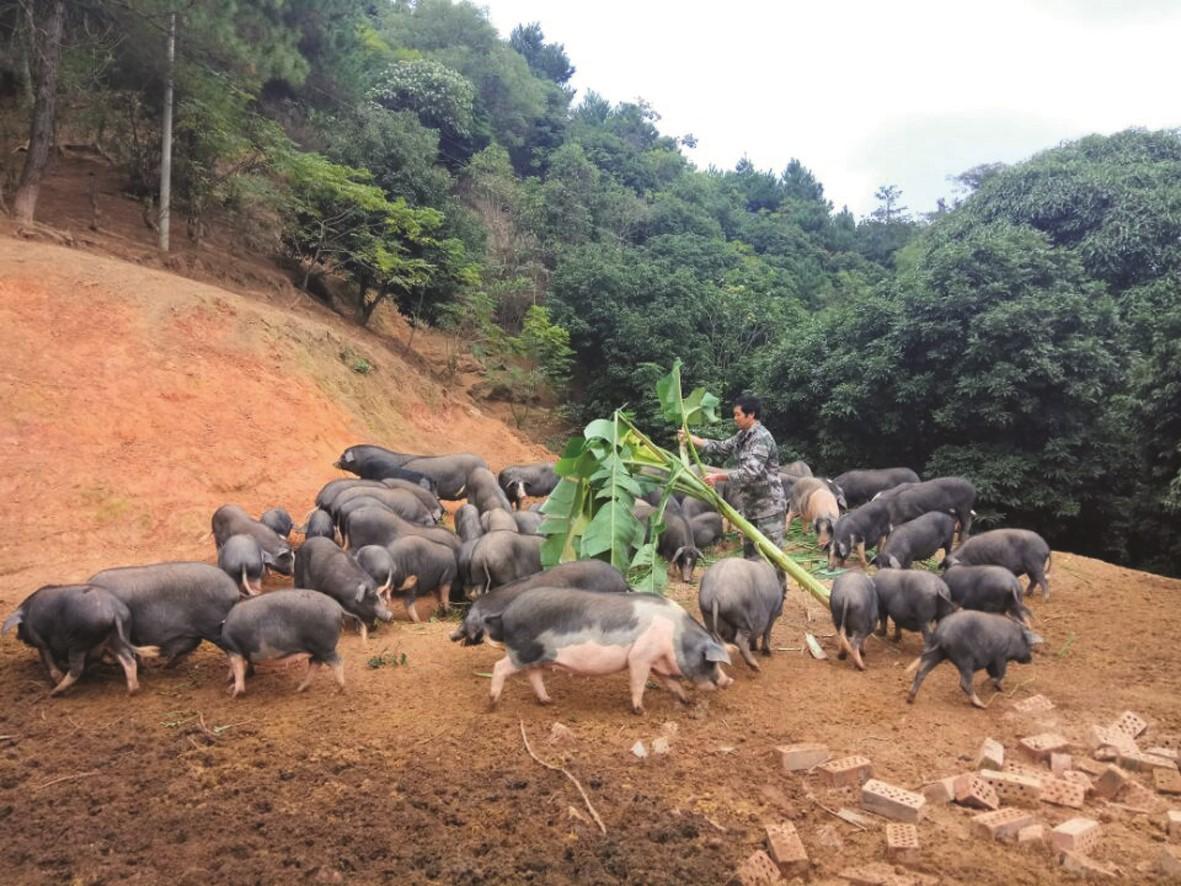 山猪多大开始放养