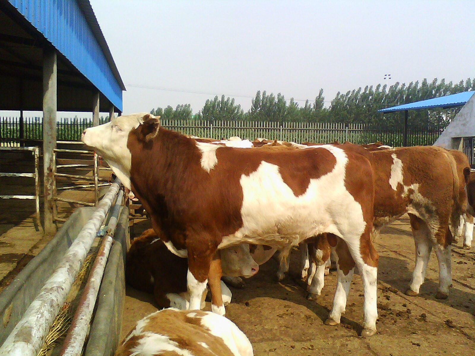 肉牛养殖场建设技术要点